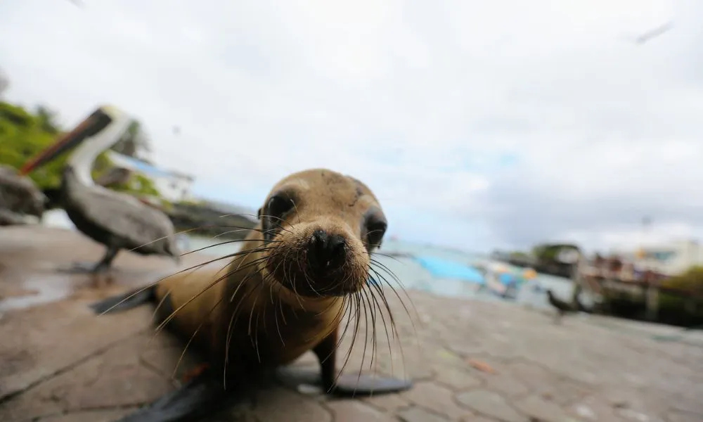 Reserva marina de Galápagos. Foto Bloomberg en Línea