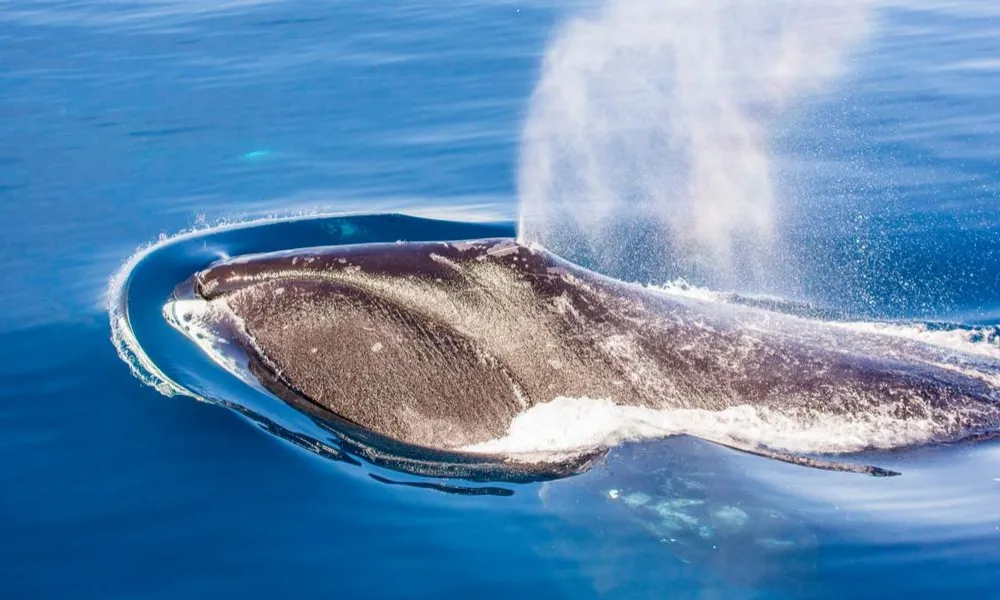 Ballena boreal