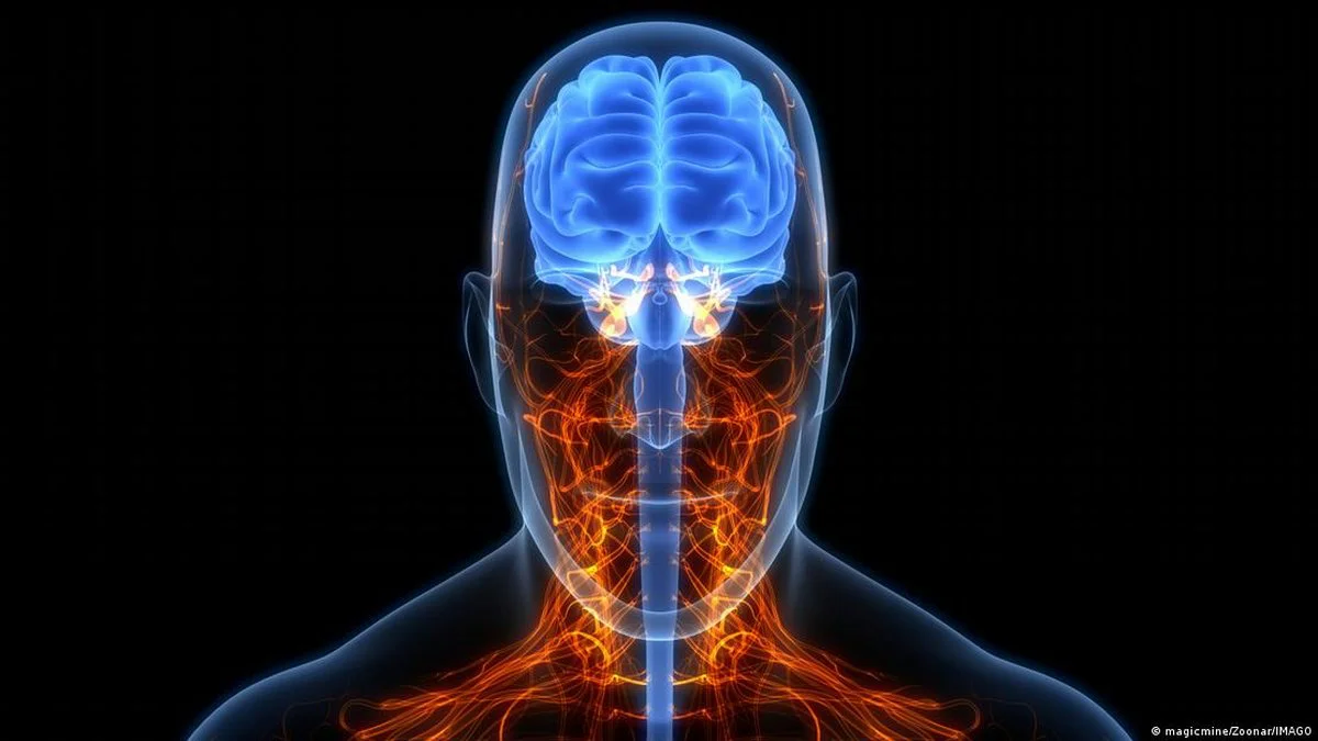 Cerebro (Imagen: magicmine/Zoonar/IMAGO)