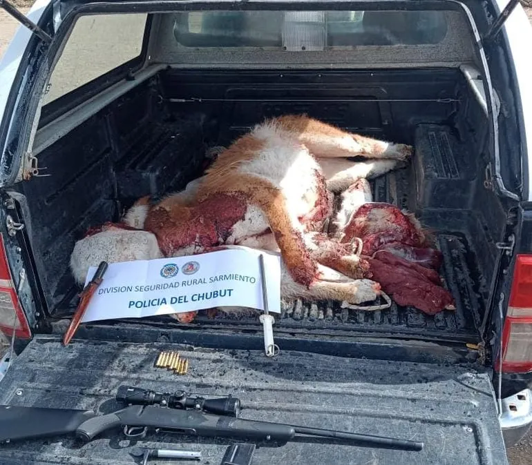 Guanaco decomisado por la Policia del Chubut