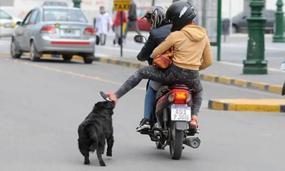 Perros sueltos