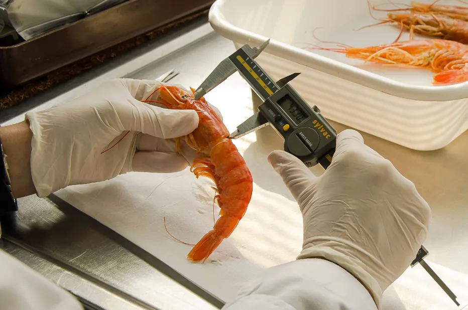 Langostino