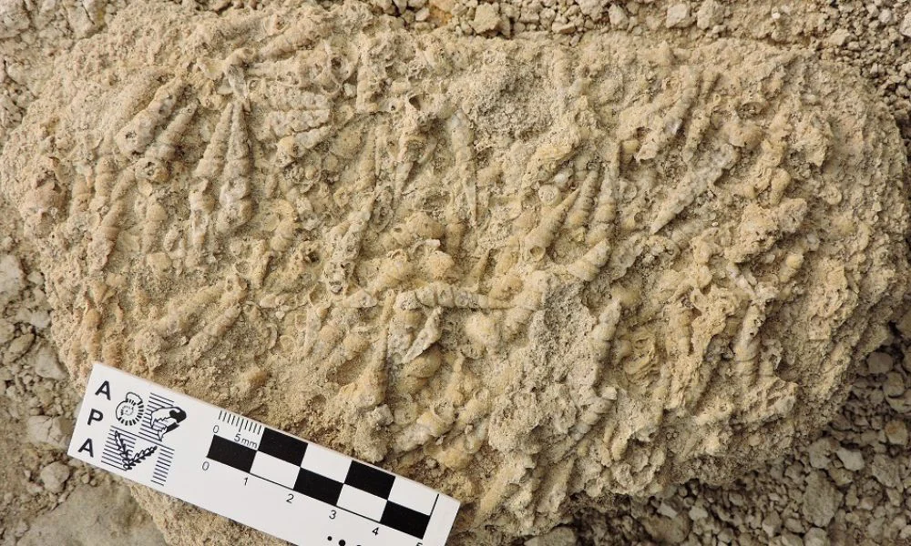 Buccinanops halleri