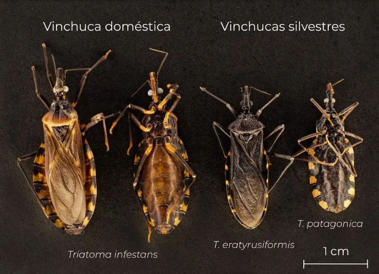Tipos de vinchucas en Argentina (CONICET)