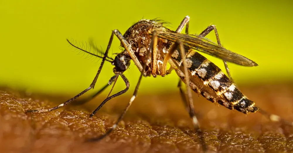 aedes aegyptis