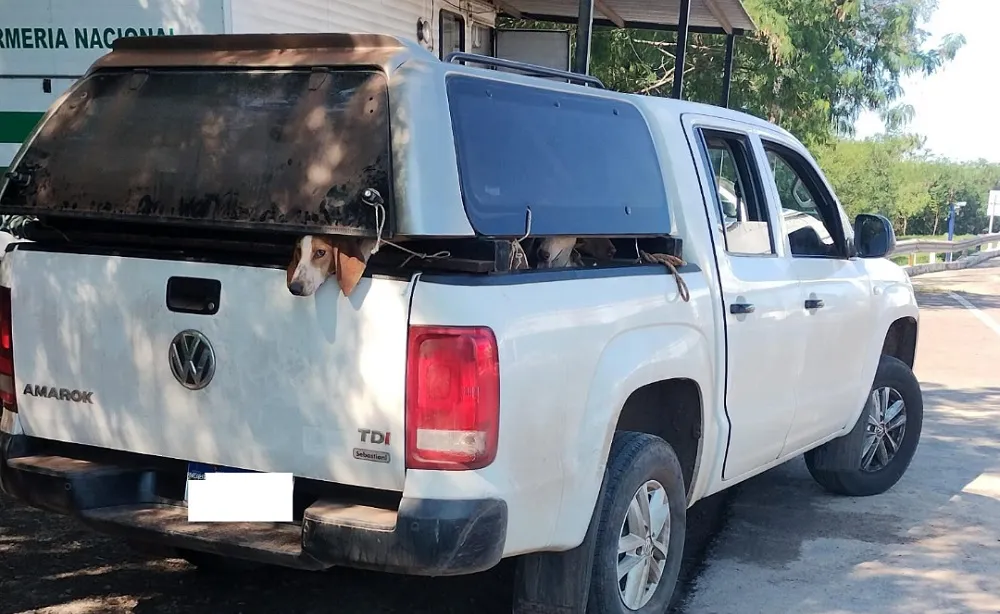 Rescate de perros y gallos por maltrato animal en Chaco