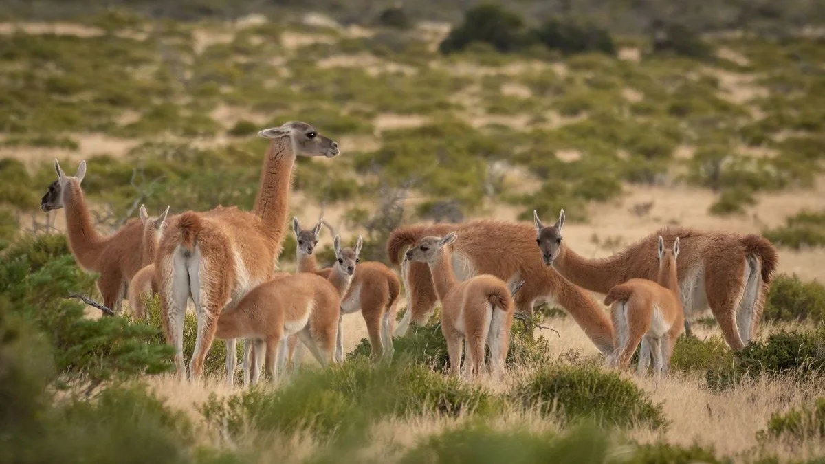 Guanacos Imagen Alejandro Carribero - gentileza WCS Argentina