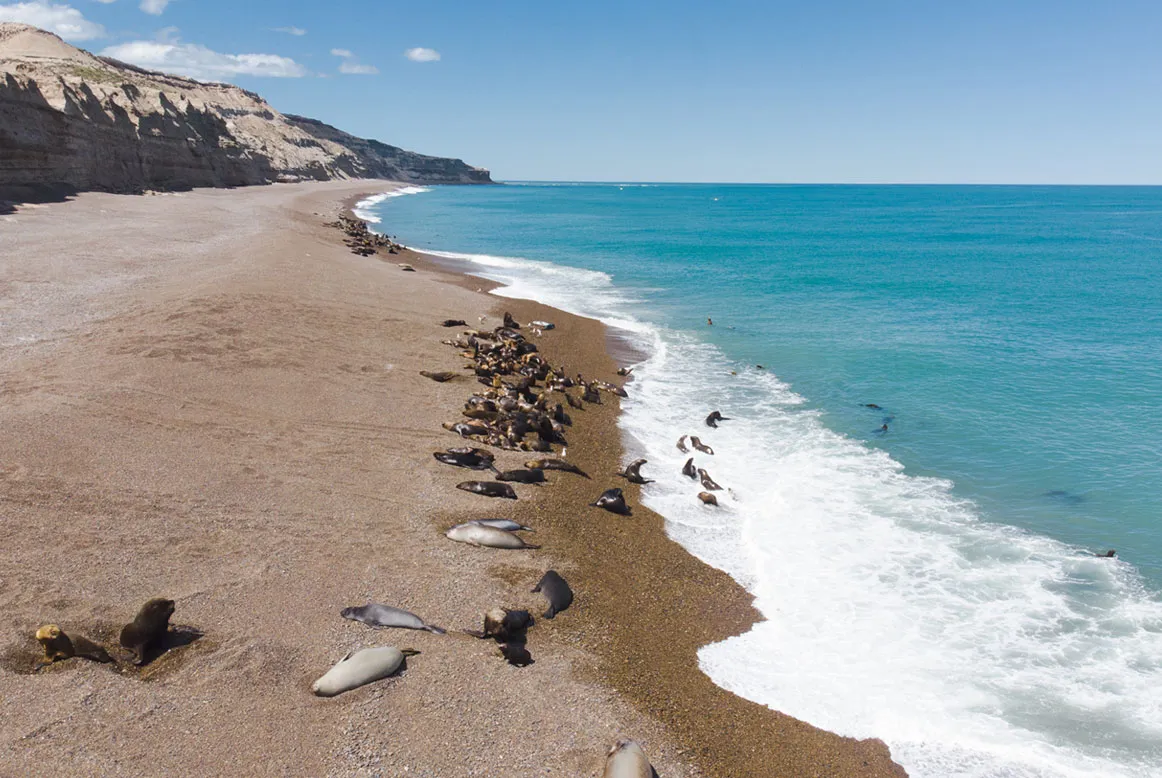 punta ninfas