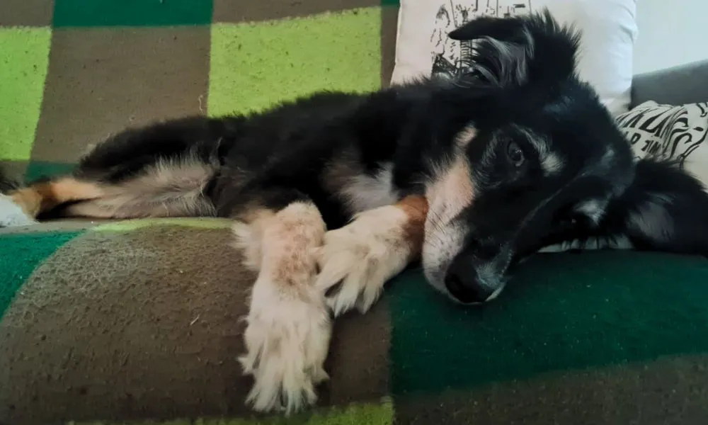Mascota descansando