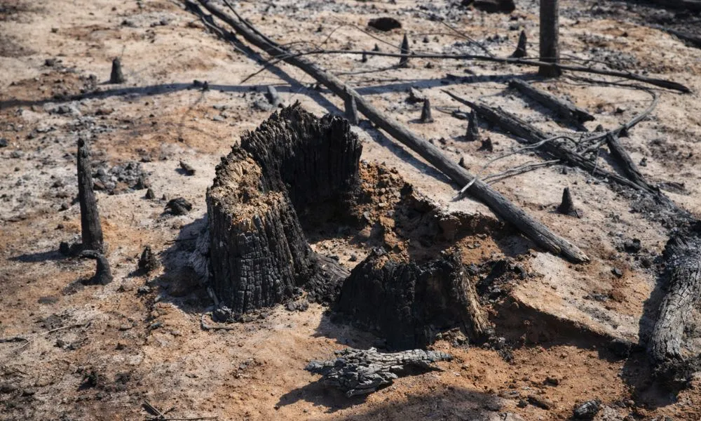 Incendios en la Cordillera Imagen restaurada digitalmente