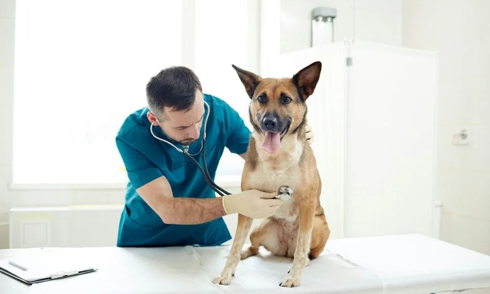 Veterinario, imagen ilustrativa