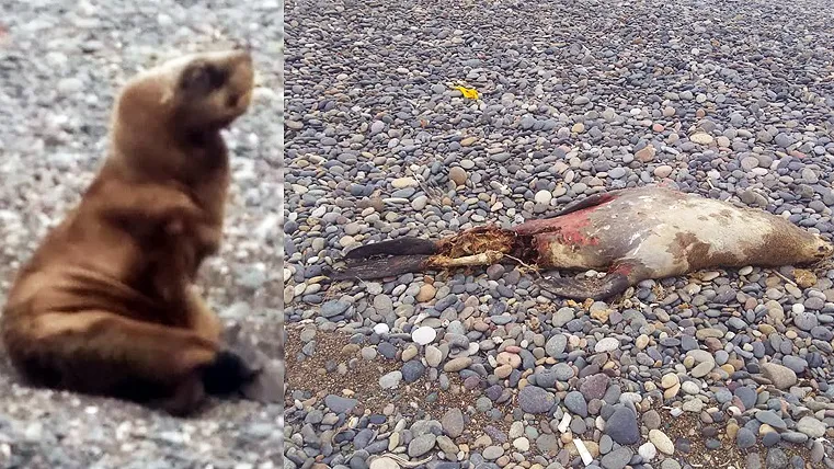 Lobito agoniza y otro muerto en Playa Unión. º1