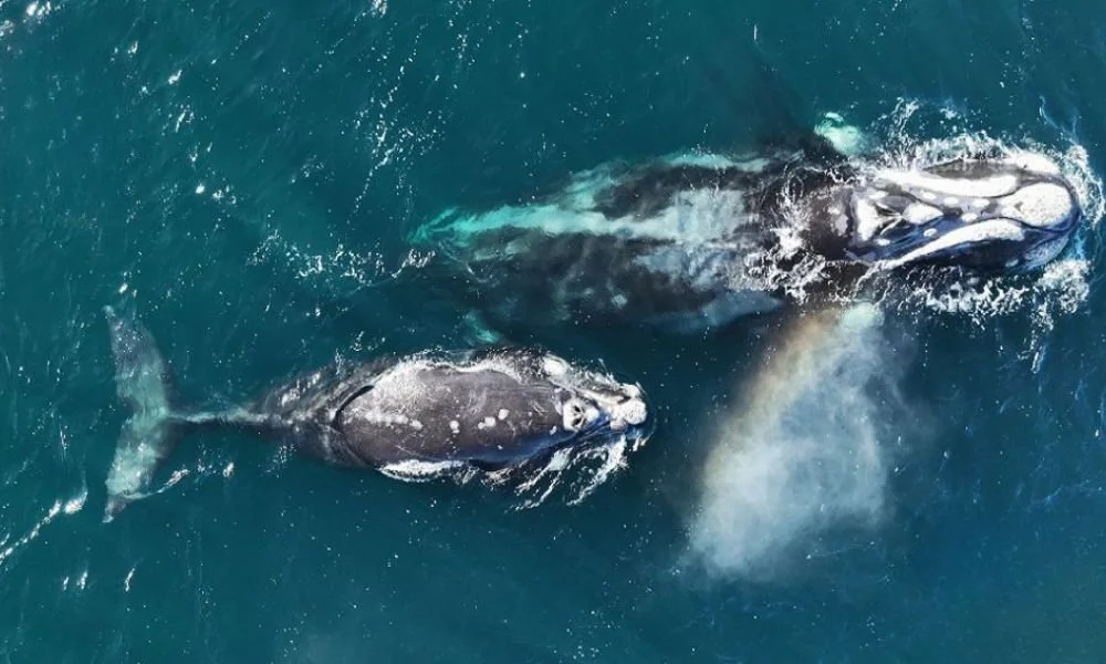 La ballena Atenea junto a su cría en Península Valdés. Foto Prensa CONICET