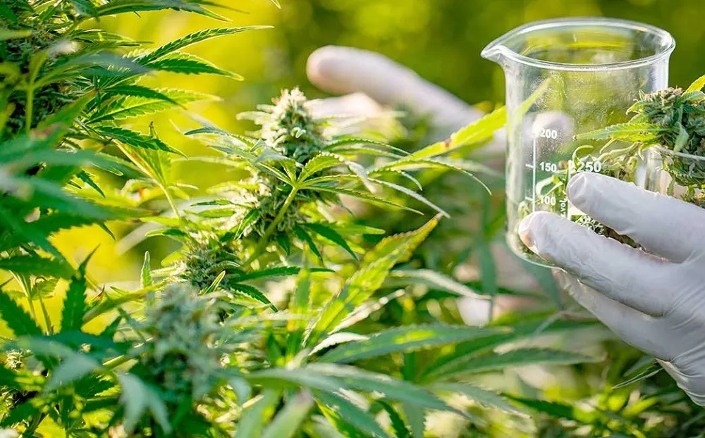 cannabis-medicinal-Gentileza-UNC_11zon
