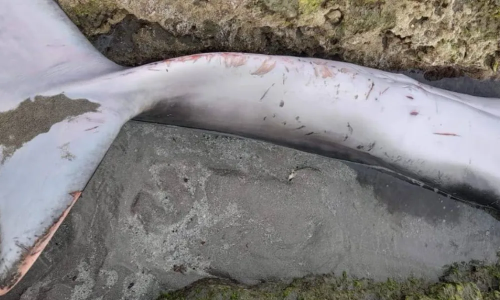 Ballenato muerto en Playa Magagna
