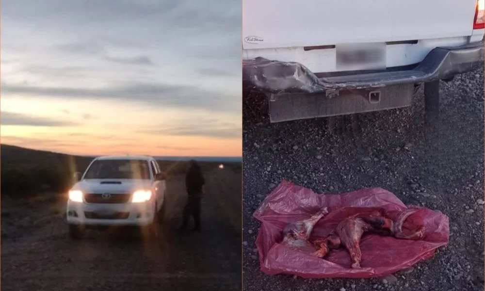 Transportaba un ñandú patagónico faenado cerca de Comodoro