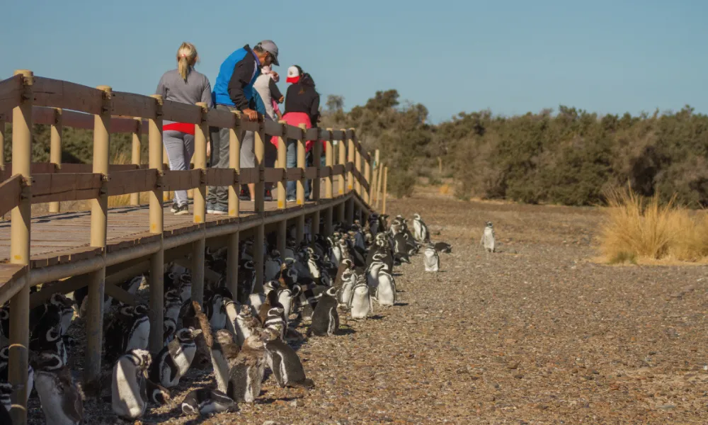pinguinos tombo