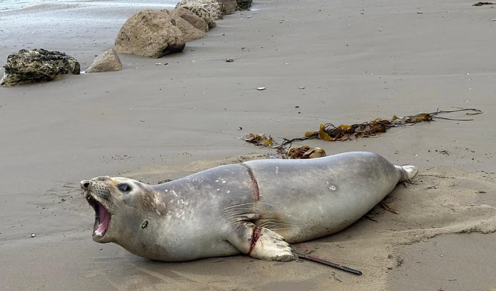 Restacan a un elefante marino en Península Valdés