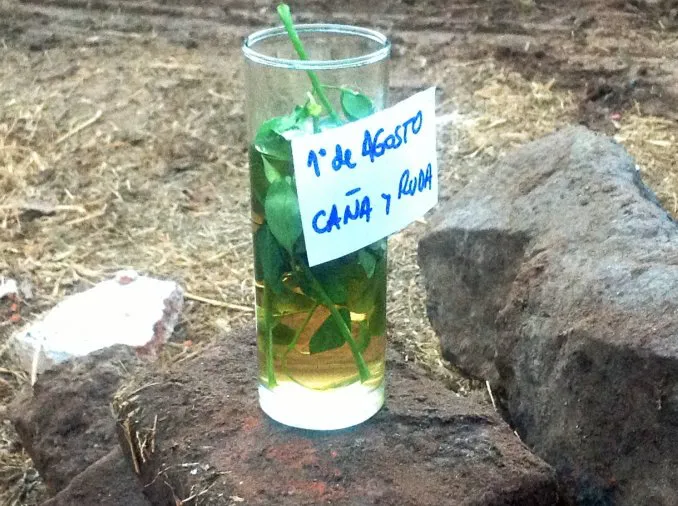 Ruda-con-caña