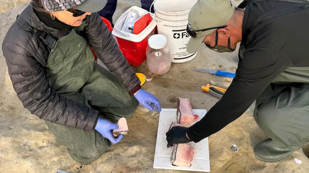 Investigan la muerte de ballenatos y ballenas adultas en Península Valdés