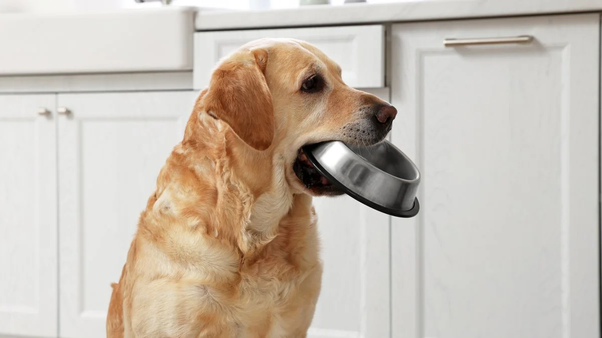 Perro hambriento. Foto Magnific