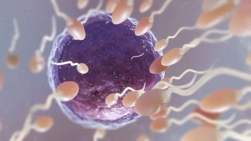 fertilidad