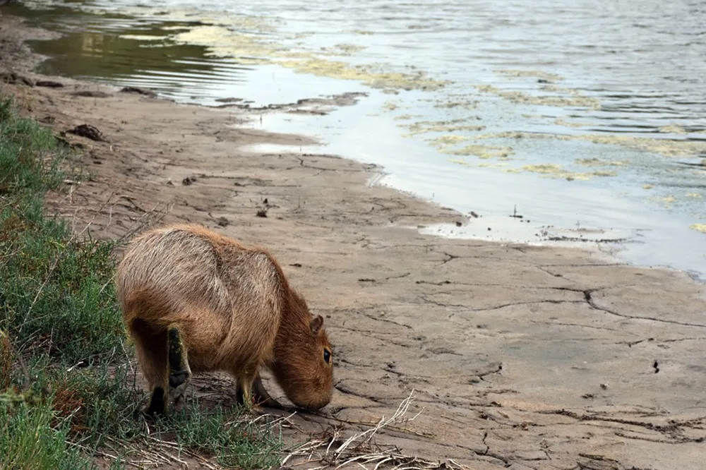 Liberaron un carpincho y casi medio centenar de aves silvestres en el norte cordobés