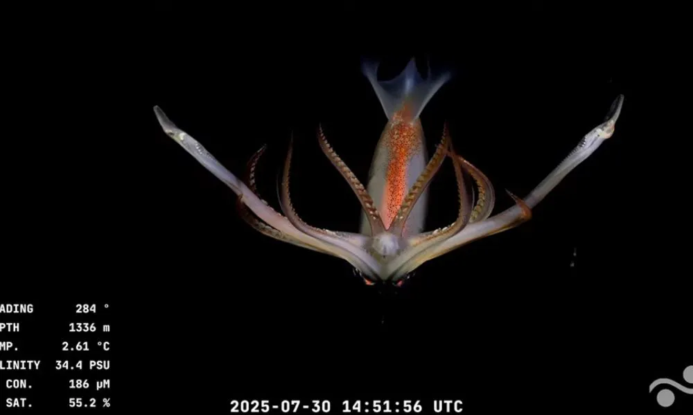 Biodiversidad marina en el cañón Mar del Plata