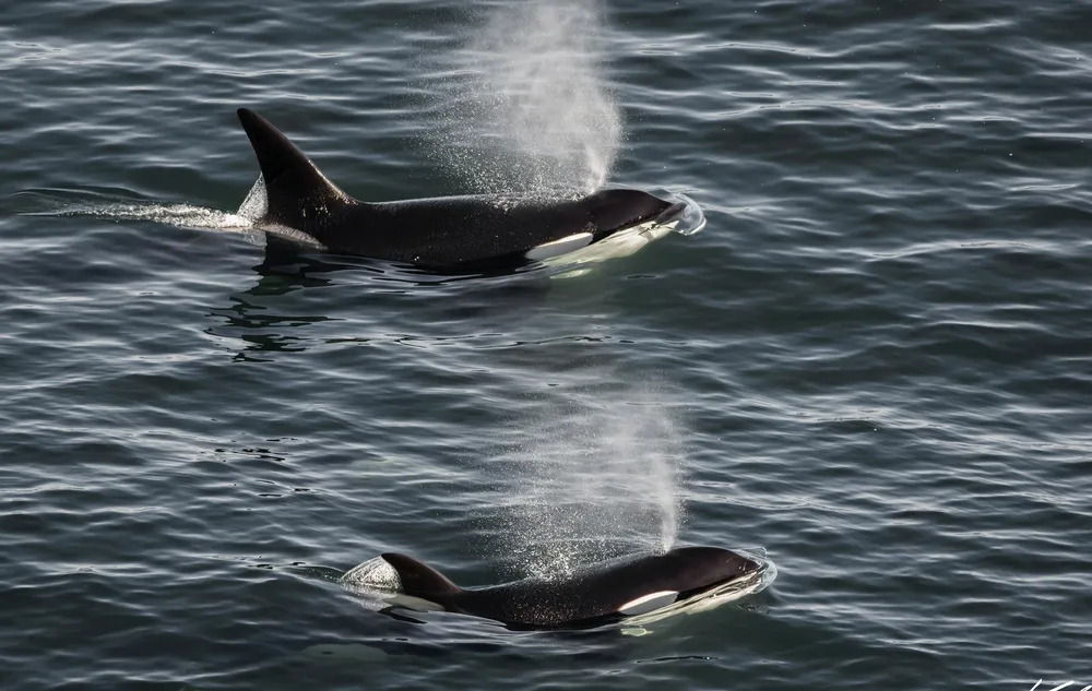 Orcas en libertad en Chubut Foto: Dr. Cristian Durante