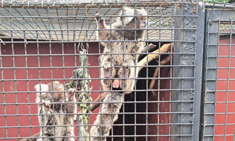 Rescataron más de cien animales exóticos que eran maltratados y vendidos ilegalmente en Posadas