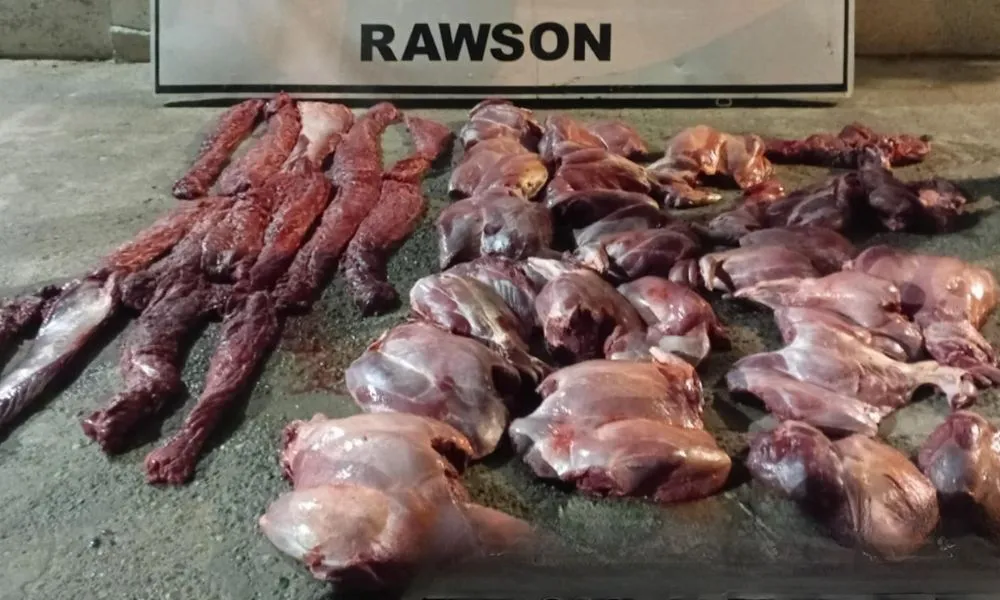 Interceptan a cazadores ilegales con piezas de guanaco en la Ruta 3