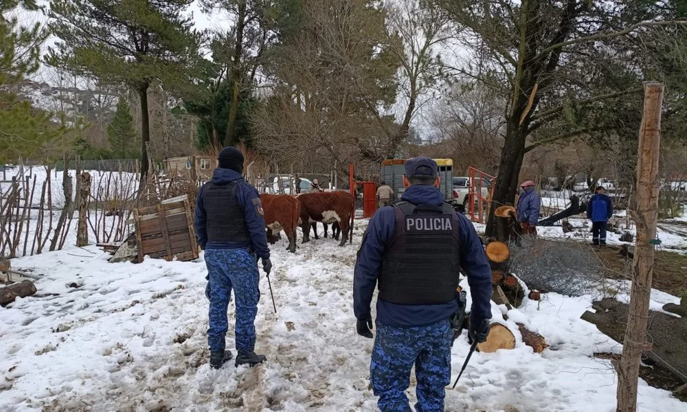 Recuperan animales robados en Bariloche