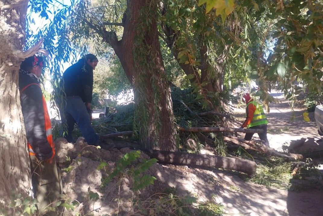 arboles sierra