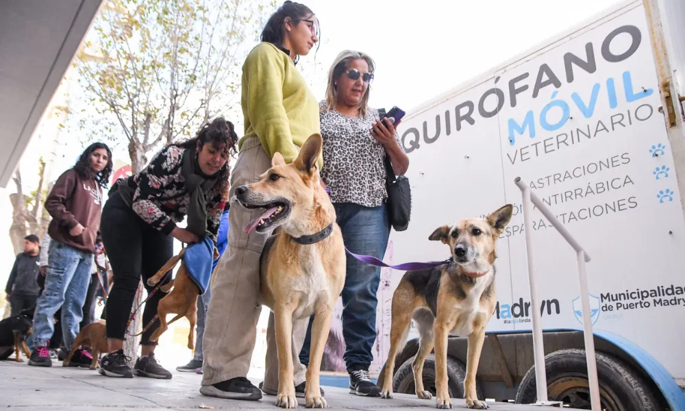 Mascotas