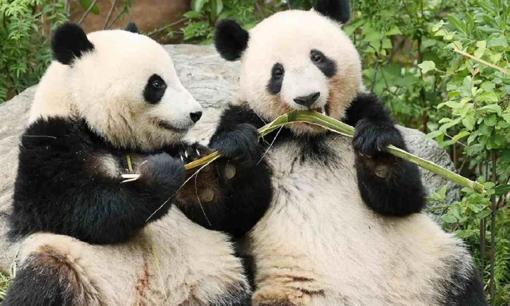 Xiao Xiao y Lei Lei