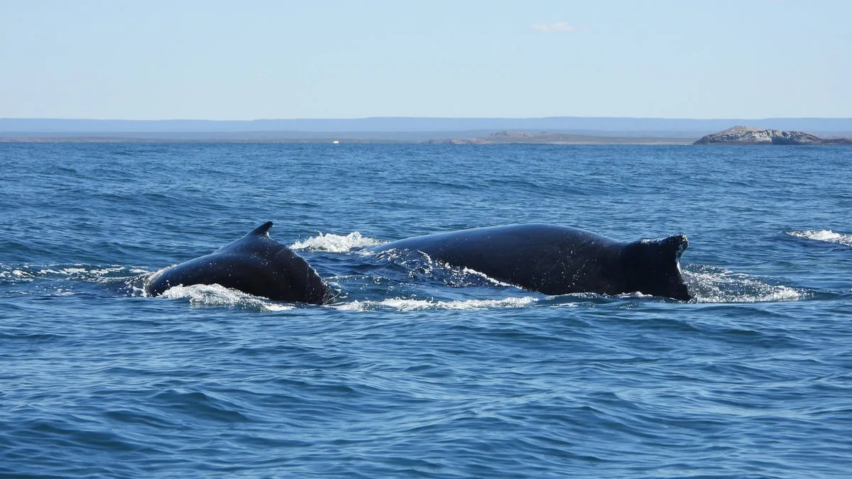 Ballena jorobada con su cría en el Parque Patagonia Azul