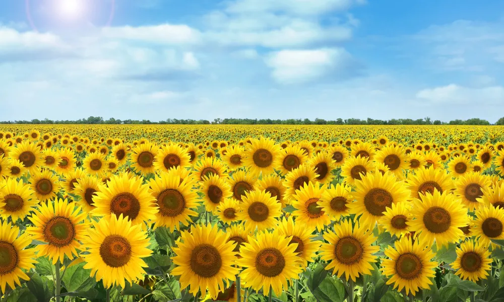 Girasol