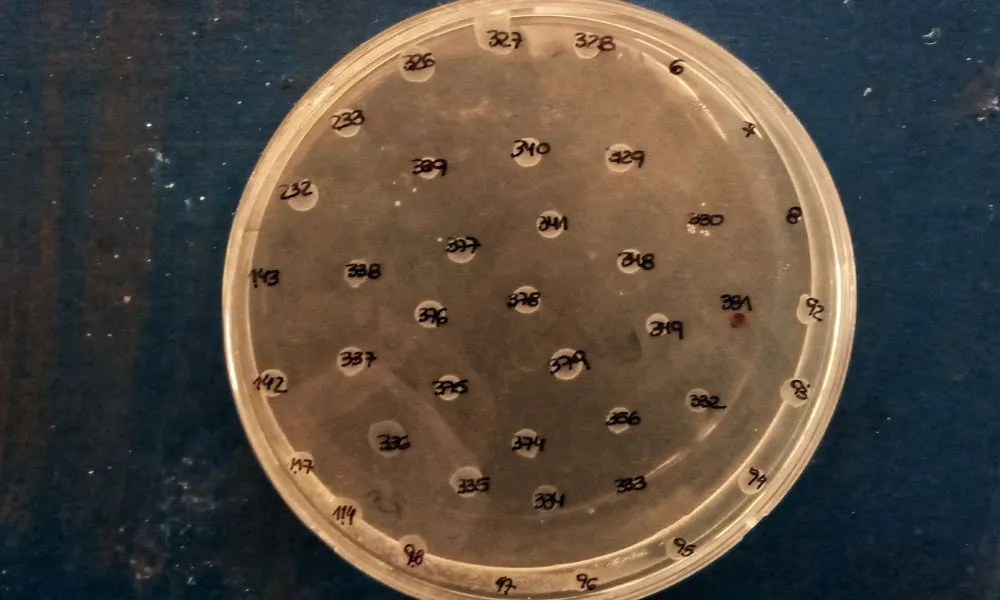 Aves del Valle y Península Valdés revelan rastros de bacterias resistentes