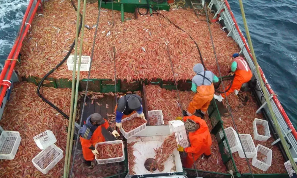Pesca de Langostinos