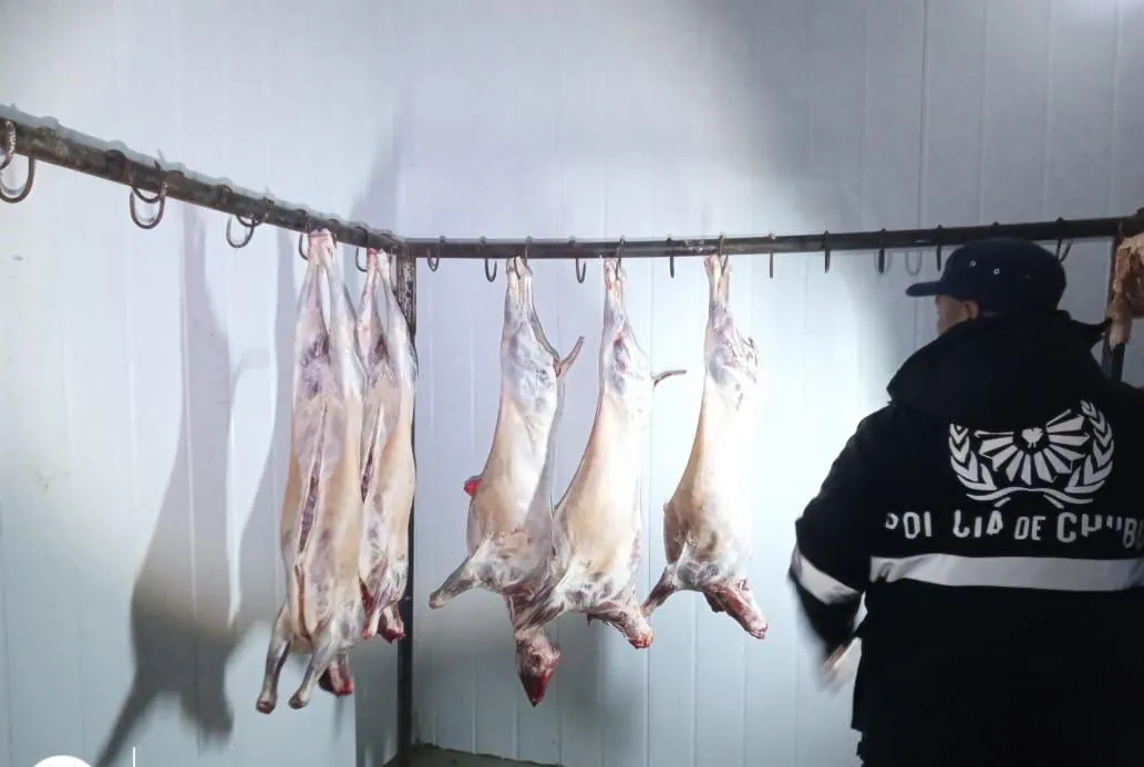 Animales faenado Rio Pico