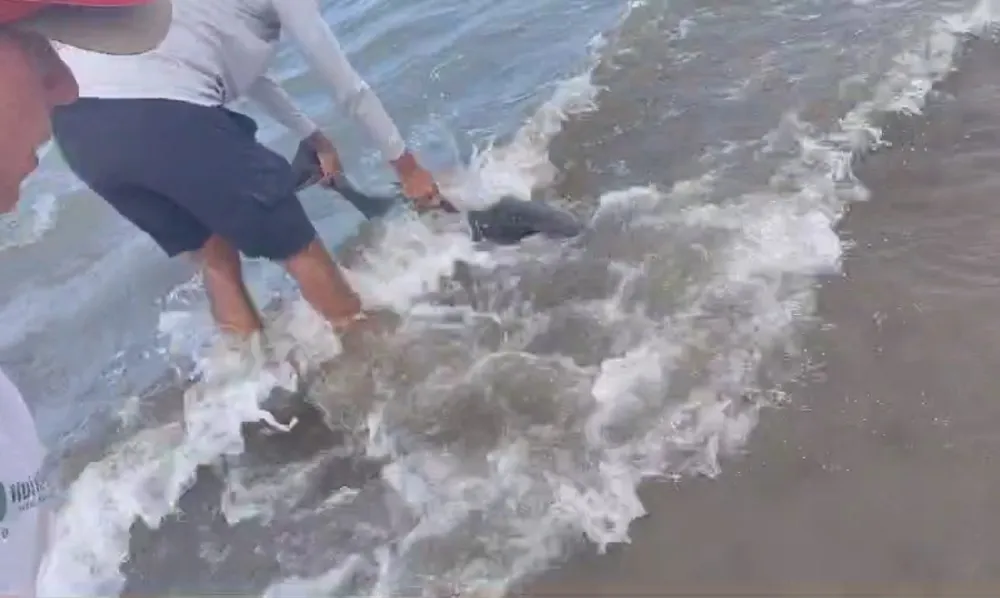 Intentaron ayudar a un delfin en El Doradillo