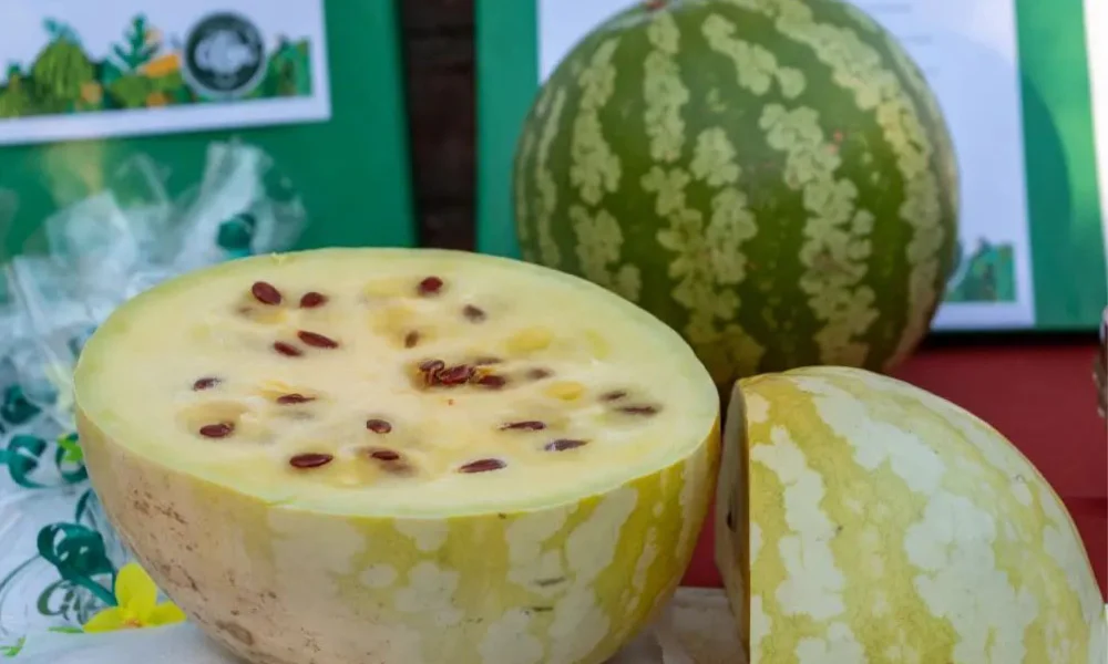 Se impulsa un espacio de intercambio donde se pondrán en discusión las posibilidades concretas de este cultivo.