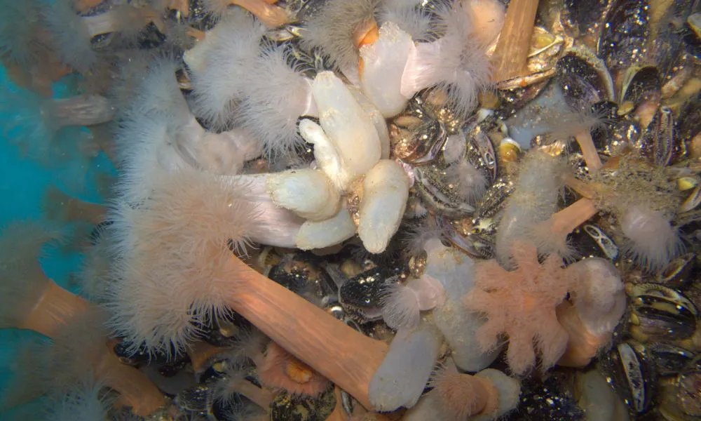 Especies exóticas en Madryn