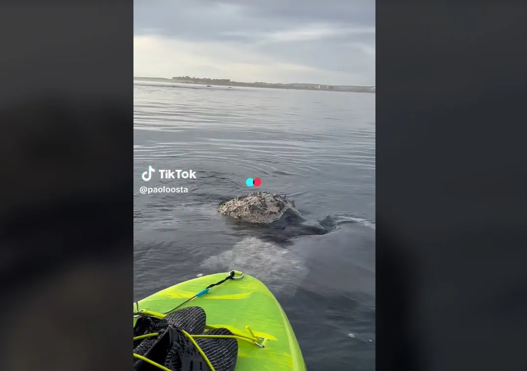 Las ballenas y el kayak en Madryn
