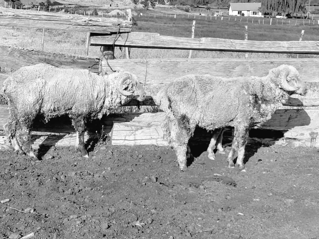 carneros en la patagonia