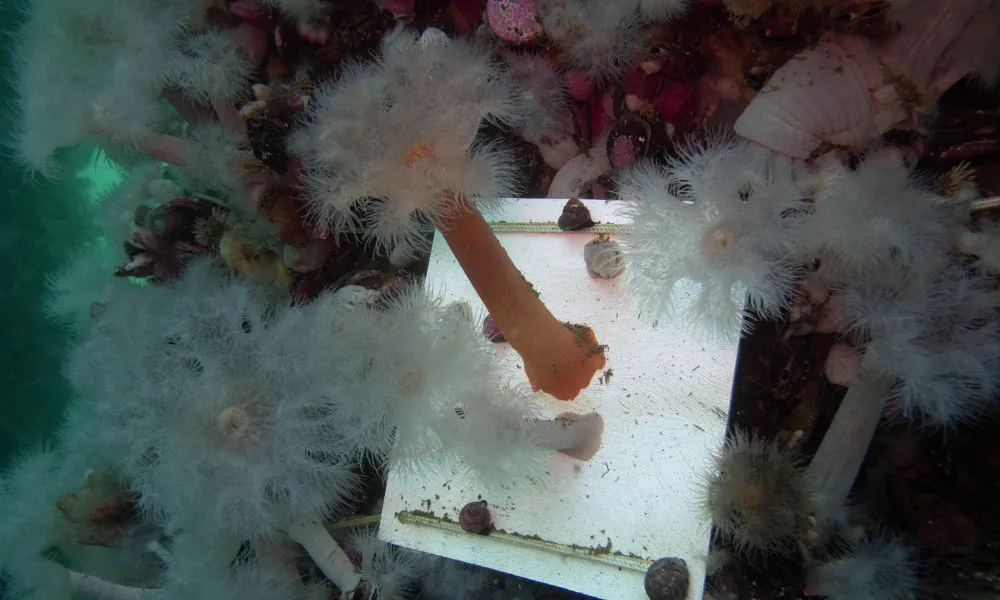 Especies exóticas bajo el muelle en Madryn