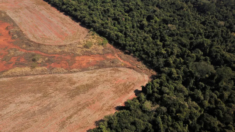 La deforestación alcanza niveles preocupantes