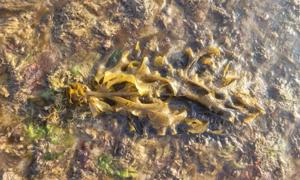 El alga Undaria ofrece refugio a invertebrados marinos del Golfo San Matías