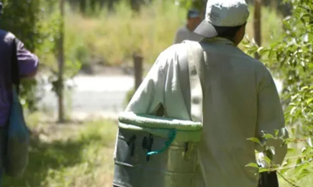Trabajador Golondrina