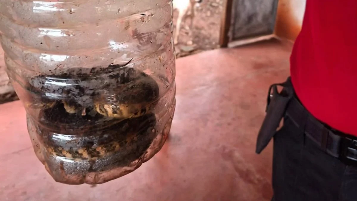 Descubren una yarará que estaba dentro de una casa